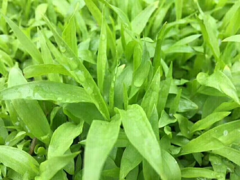 优质白芨种苗10cm以下