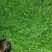优质白芨种苗10cm以下