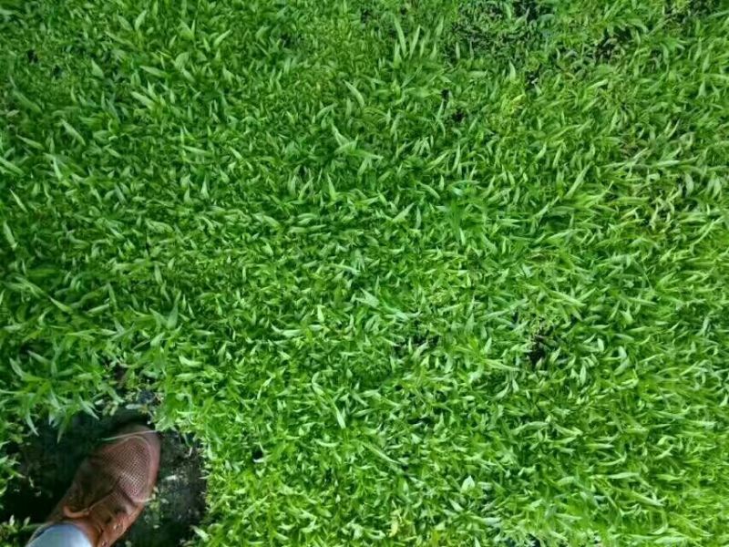 优质白芨种苗10cm以下
