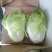夏阳白菜净菜2~3斤，早期，中期，后期，供应充足。