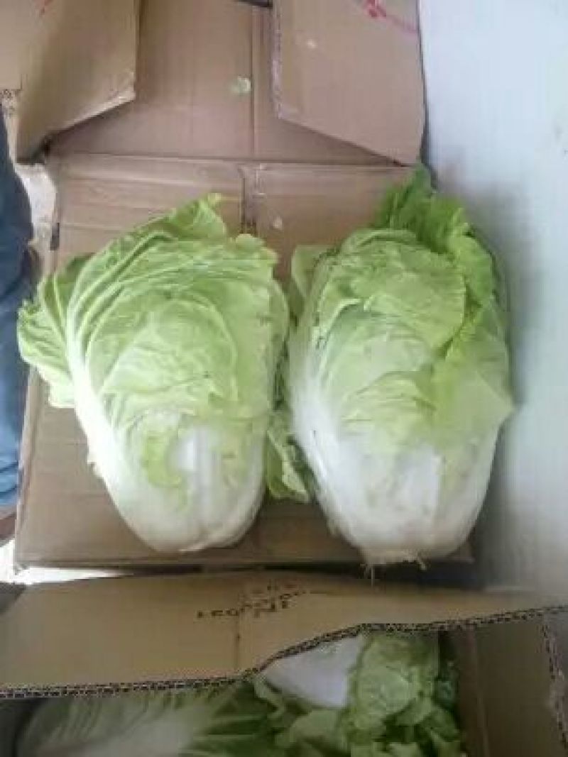夏阳白菜净菜2~3斤，早期，中期，后期，供应充足。