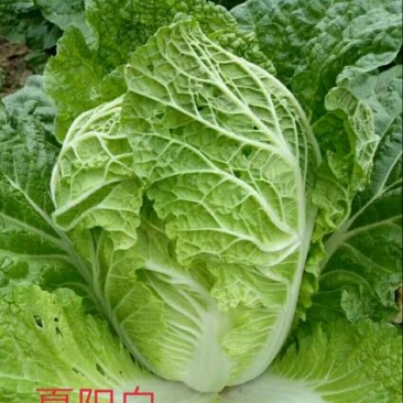 夏阳白菜净菜2~3斤，早期，中期，后期，供应充足。