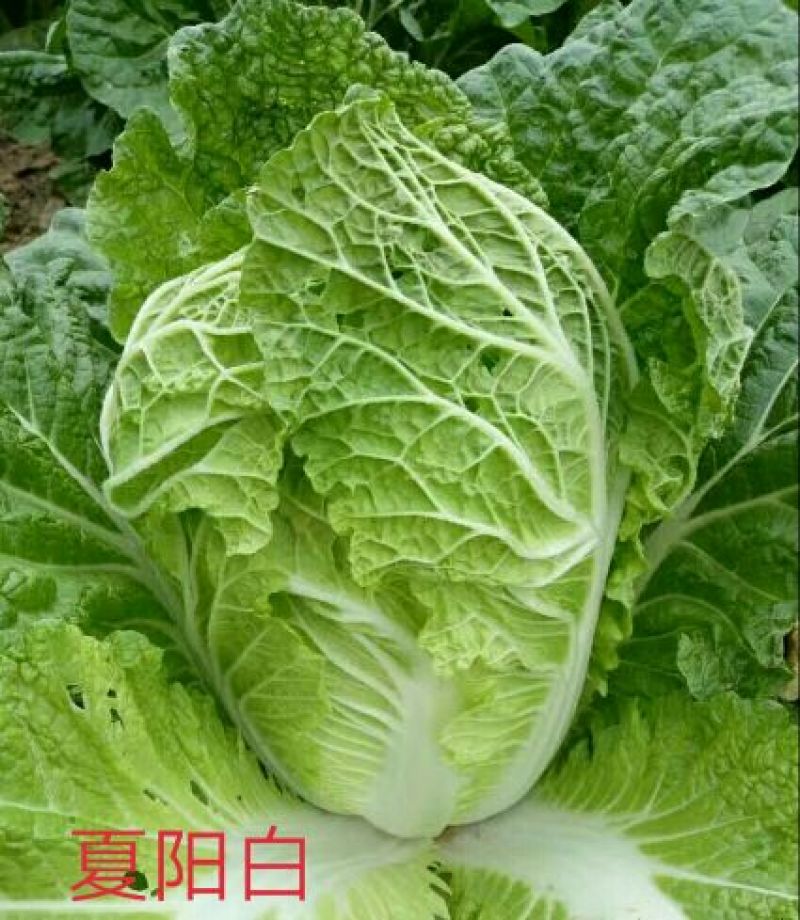 夏阳白菜净菜2~3斤，早期，中期，后期，供应充足。