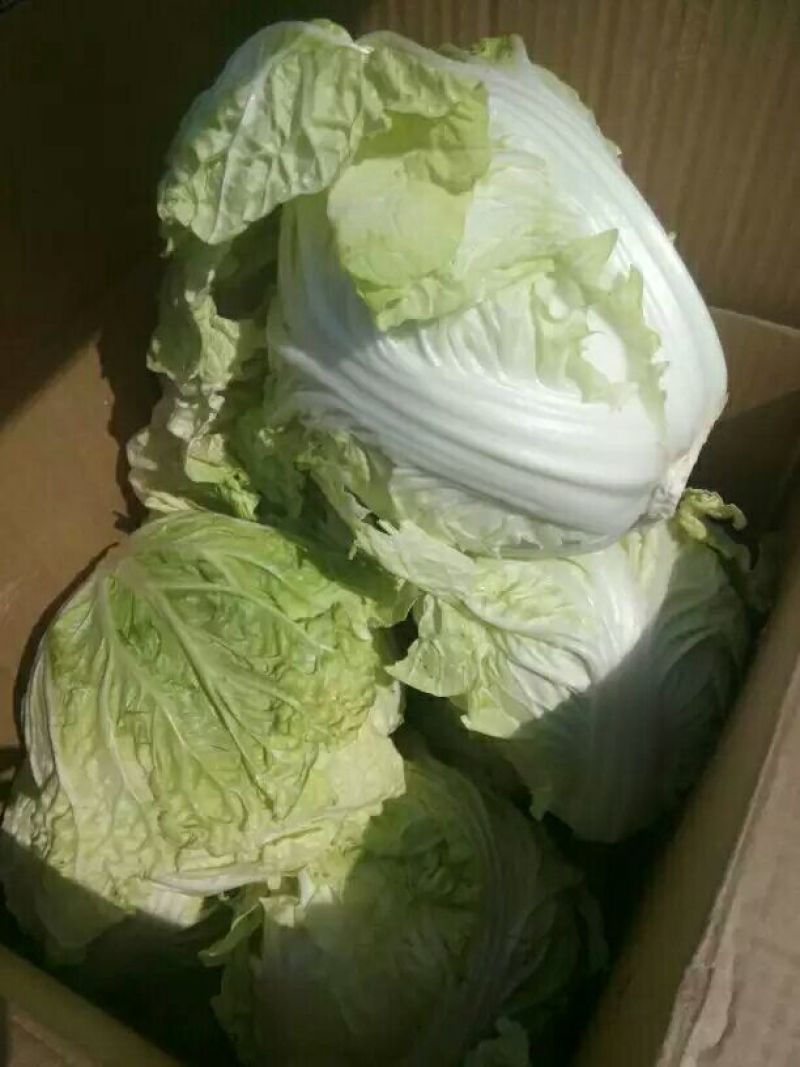 夏阳白菜净菜2~3斤，早期，中期，后期，供应充足。