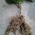 红心猕猴桃苗0.6~0.8cm40~50cm实生苗