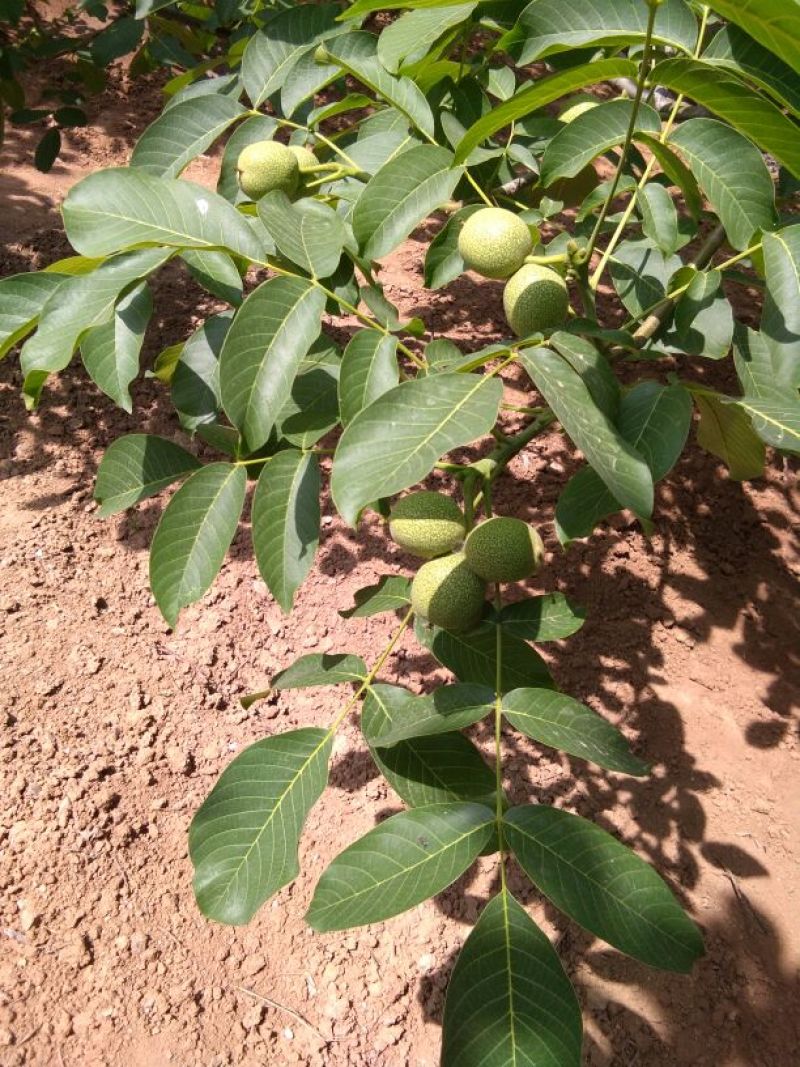 青皮核桃30mm以上青皮干