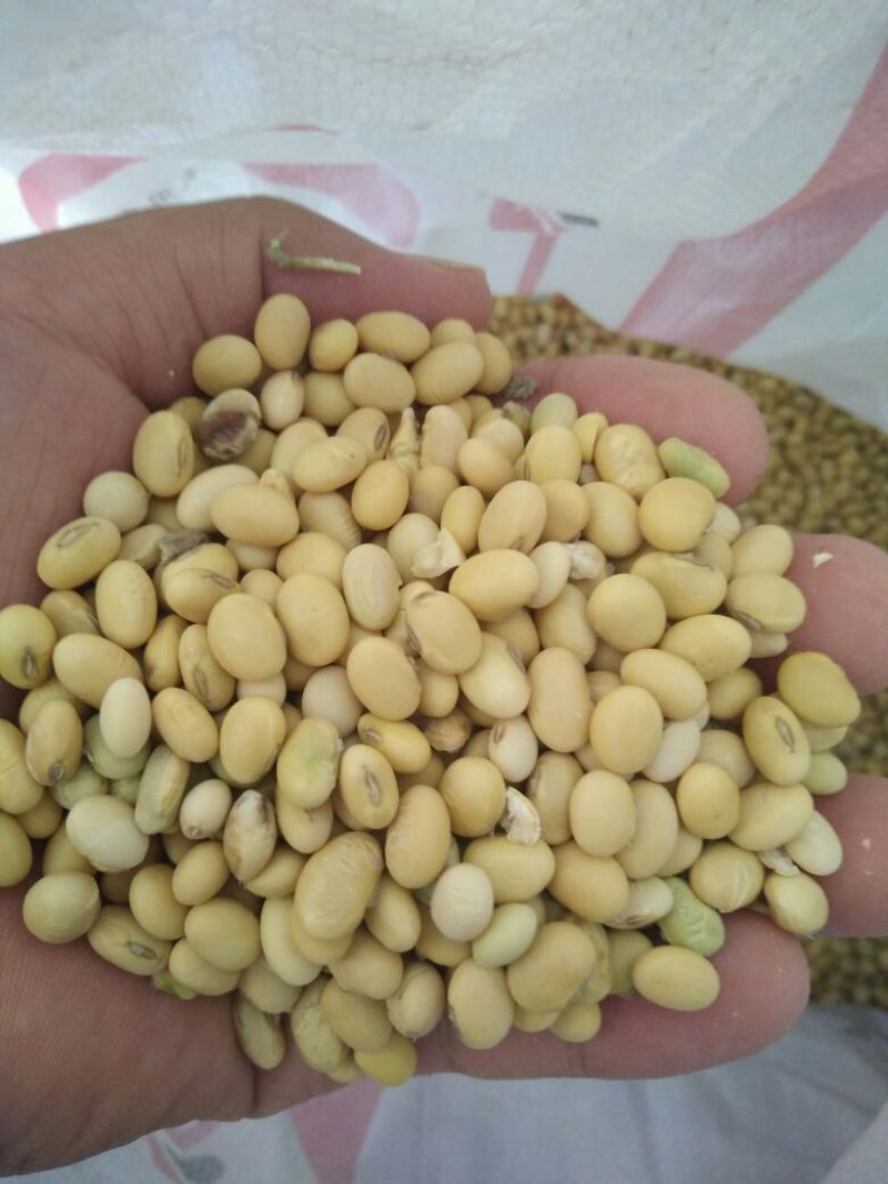 黄黄豆优质