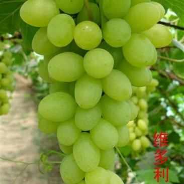 《维多利亚葡萄苗》昌黎葡萄苗/早熟果粒大/保证纯度