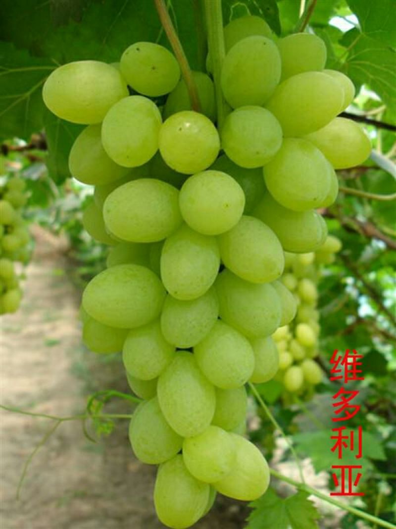 《维多利亚葡萄苗》昌黎葡萄苗/早熟果粒大/保证纯度
