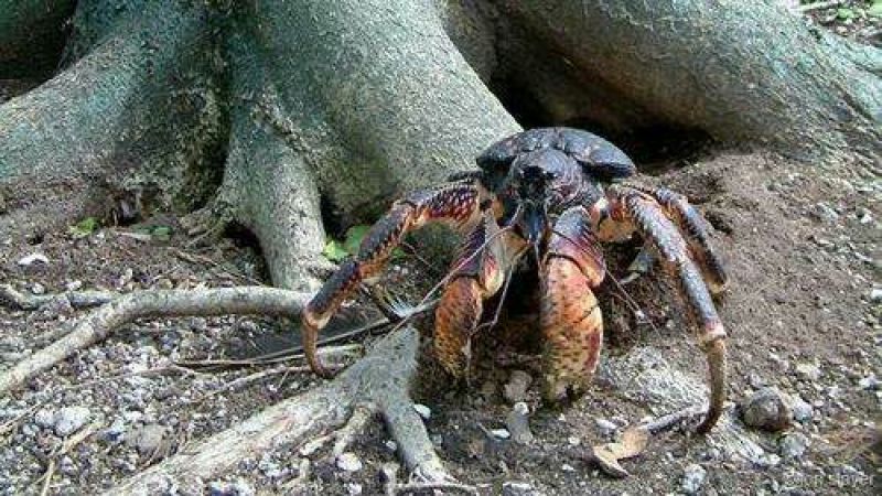 河蟹食用6两/只雄
