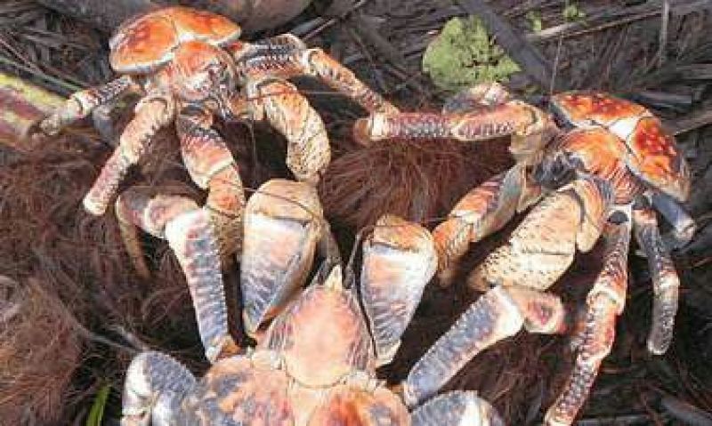 河蟹食用6两/只雄