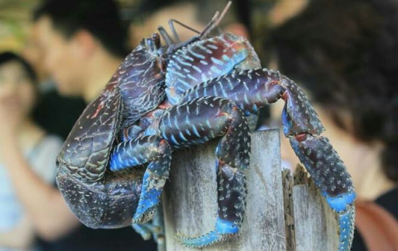 河蟹食用6两/只雄