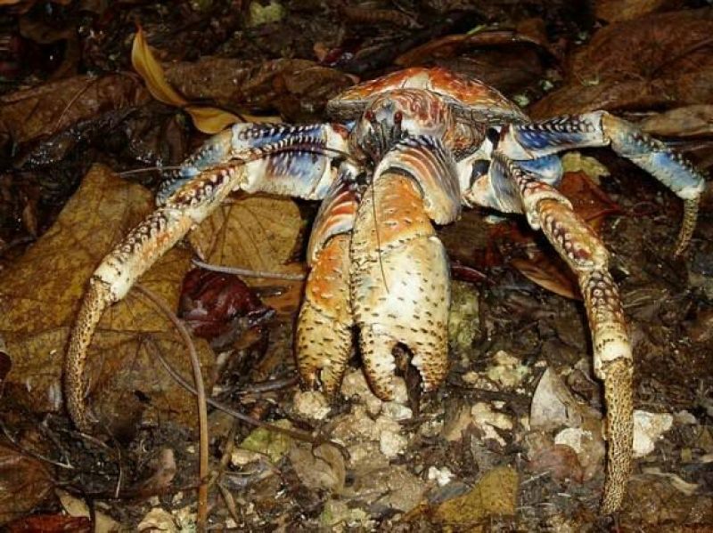 河蟹食用6两/只雄