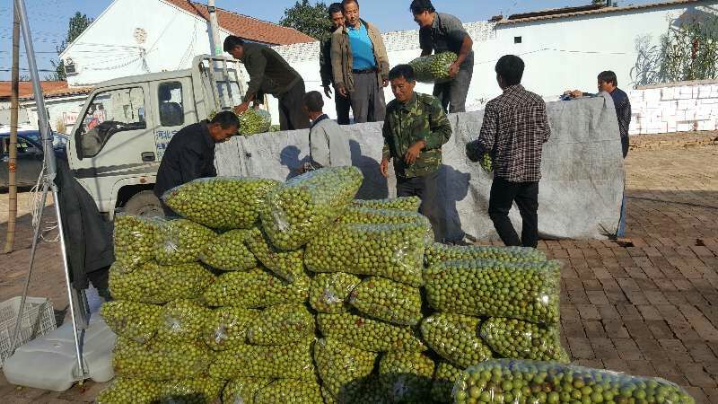山东鲜枣冬枣产地直供专业批发代办规格齐全量大优惠