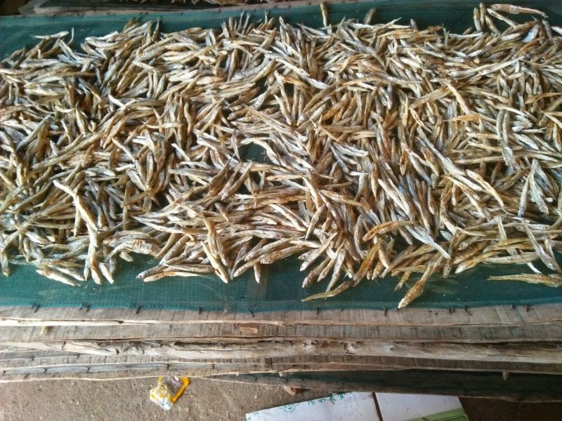 棍子鱼15cm以下