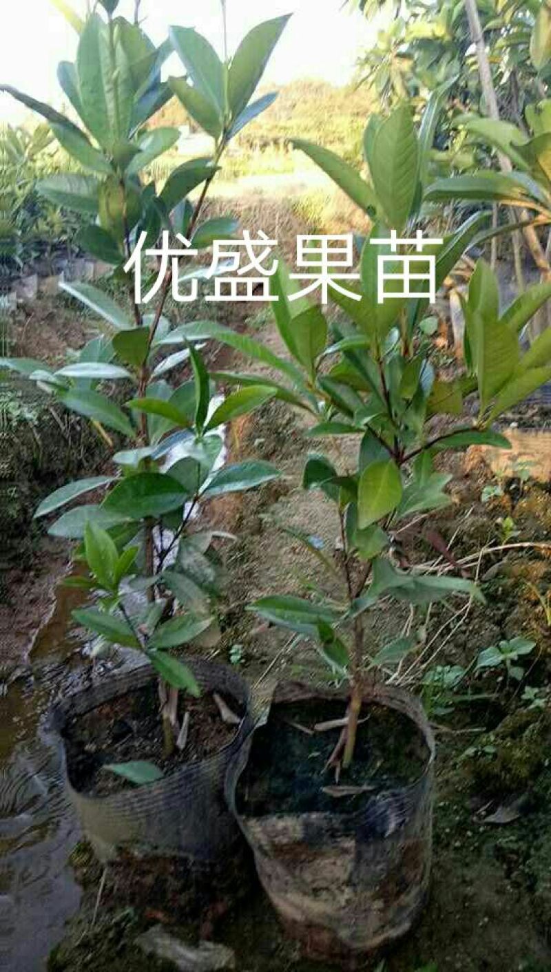 樱桃树苗可视频看货支持线上交易产地直销