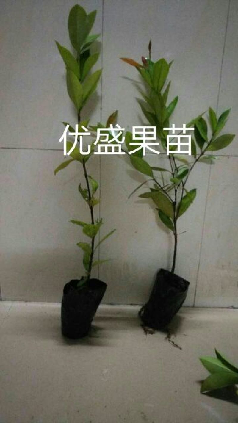 樱桃树苗可视频看货支持线上交易产地直销