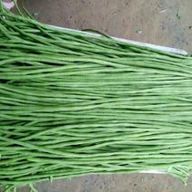 绿龙长豆角70厘米以上鲜绿豆角上货快。一条龙服务。