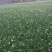 韮苔10cm以下