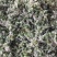 韮苔10cm以下
