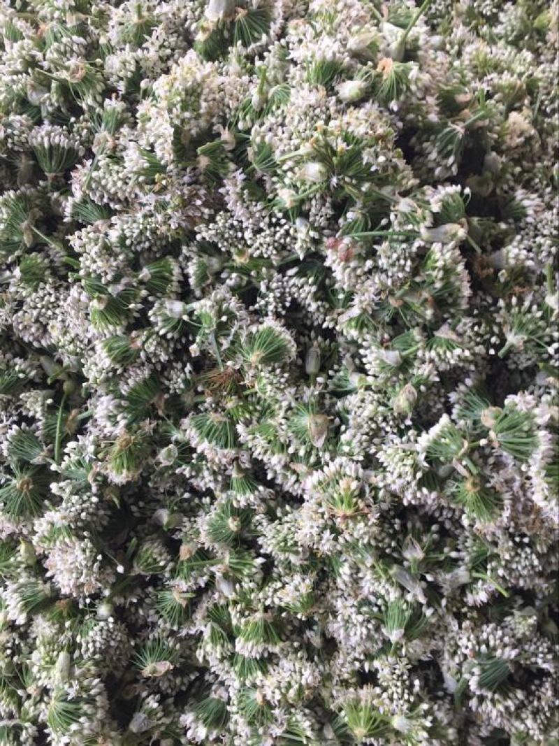 韮苔10cm以下