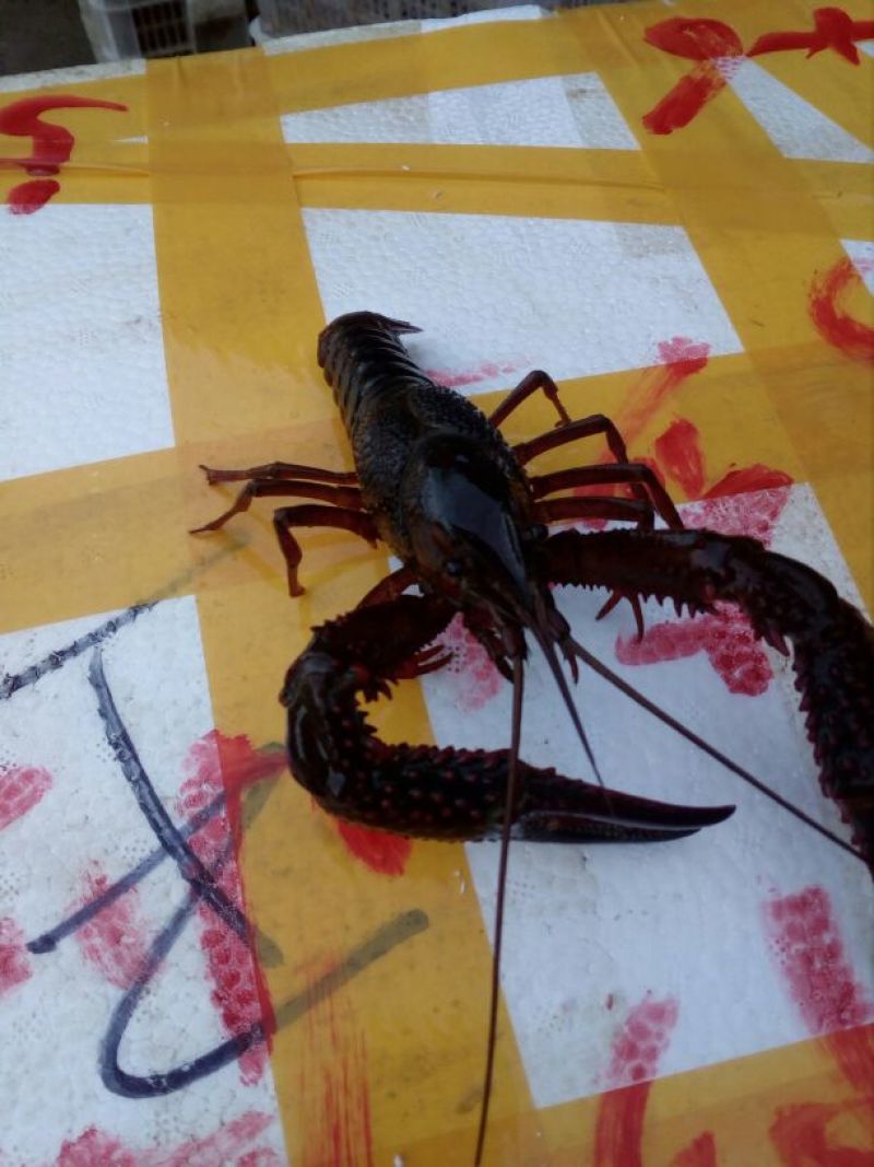 小龙虾藕塘套养食用活虾青红虾6~8钱硬规格