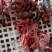 小龙虾藕塘套养食用活虾青红虾6~8钱硬规格