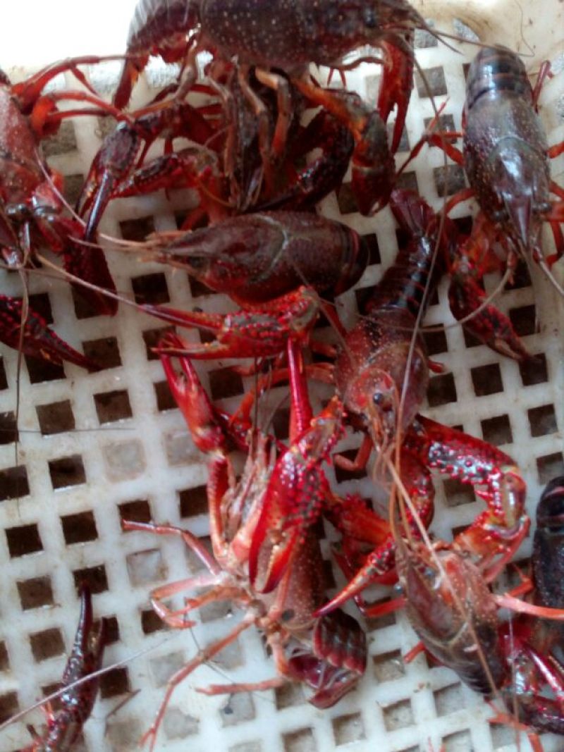 小龙虾藕塘套养食用活虾青红虾6~8钱硬规格