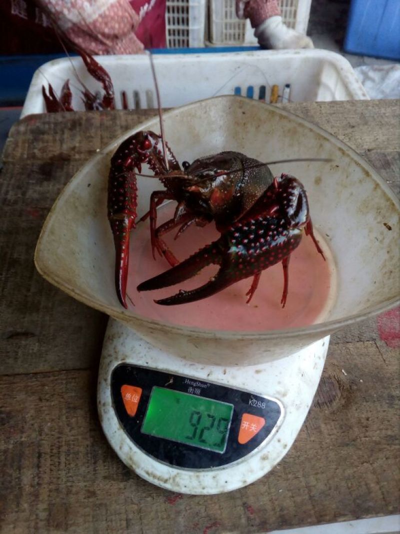 小龙虾藕塘套养食用活虾青红虾6~8钱硬规格