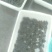 鳖苗甲鱼苗中华鳖苗