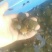 鳖苗甲鱼苗中华鳖苗