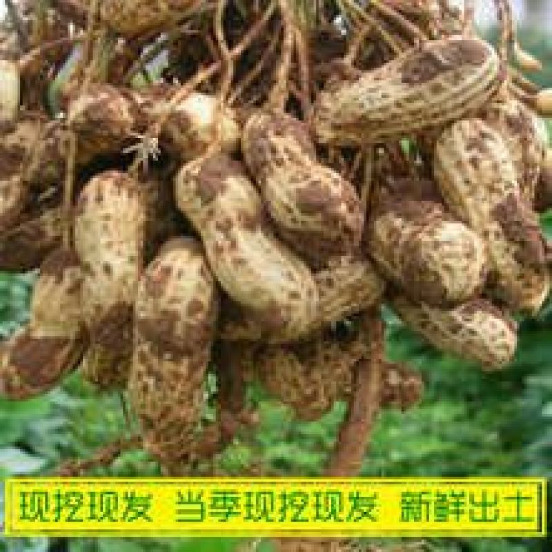 白沙丶罗汉果系列，鲜货、干货带壳