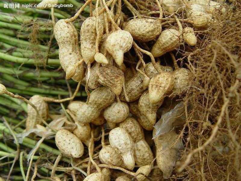 白沙丶罗汉果系列，鲜货、干货带壳