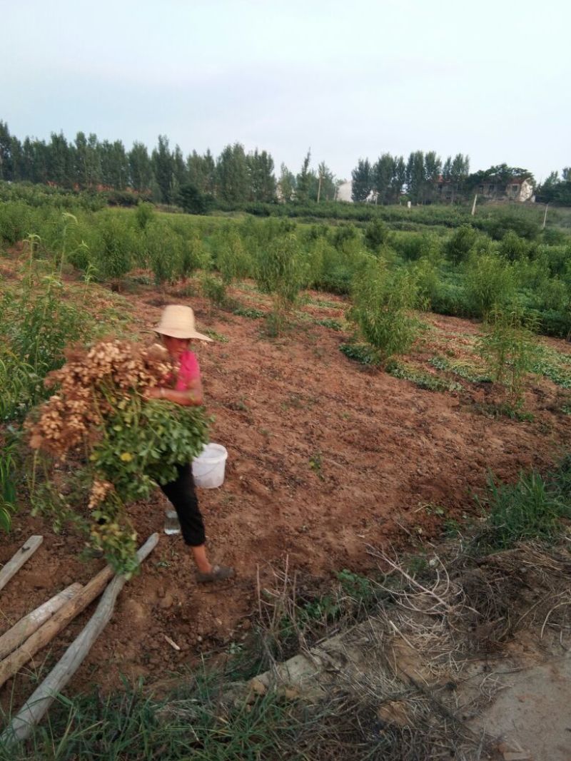 白沙丶罗汉果系列，鲜货、干货带壳