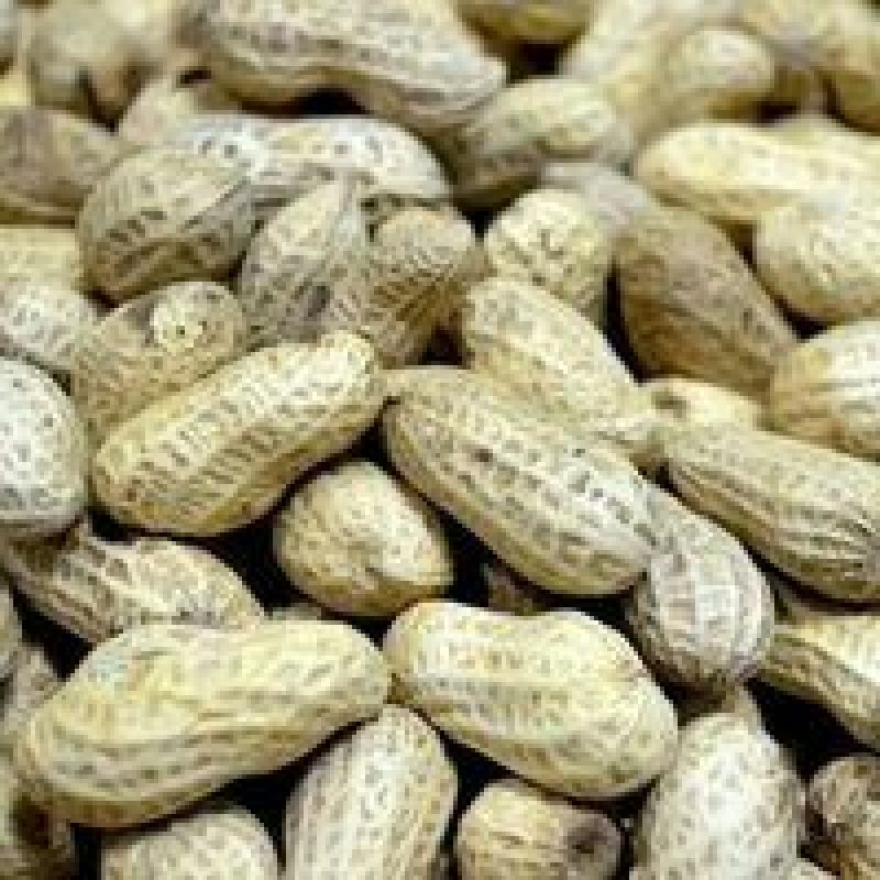 白沙丶罗汉果系列，鲜货、干货带壳