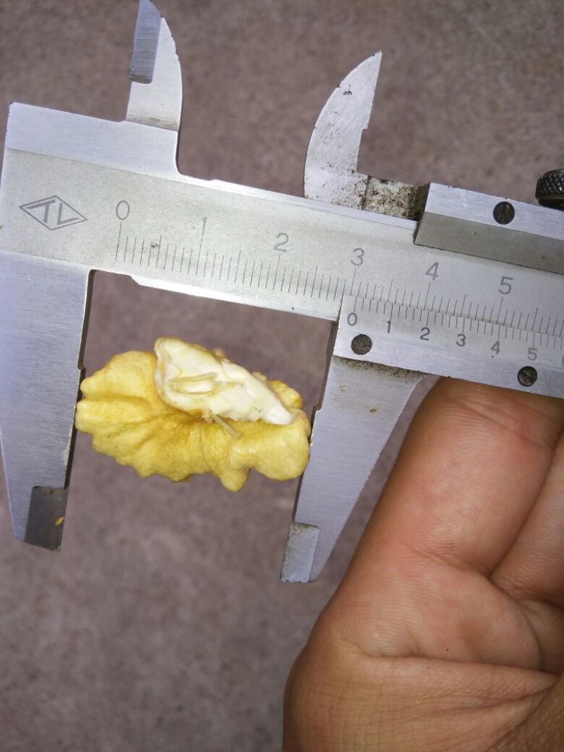 青皮核桃40mm以上青皮湿