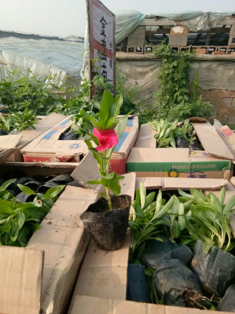 长春花种苗，国产进口。手货源诚信合作欢迎咨询订购