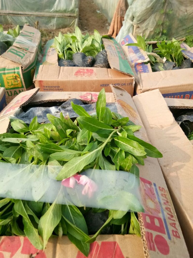 长春花种苗，国产进口。手货源诚信合作欢迎咨询订购