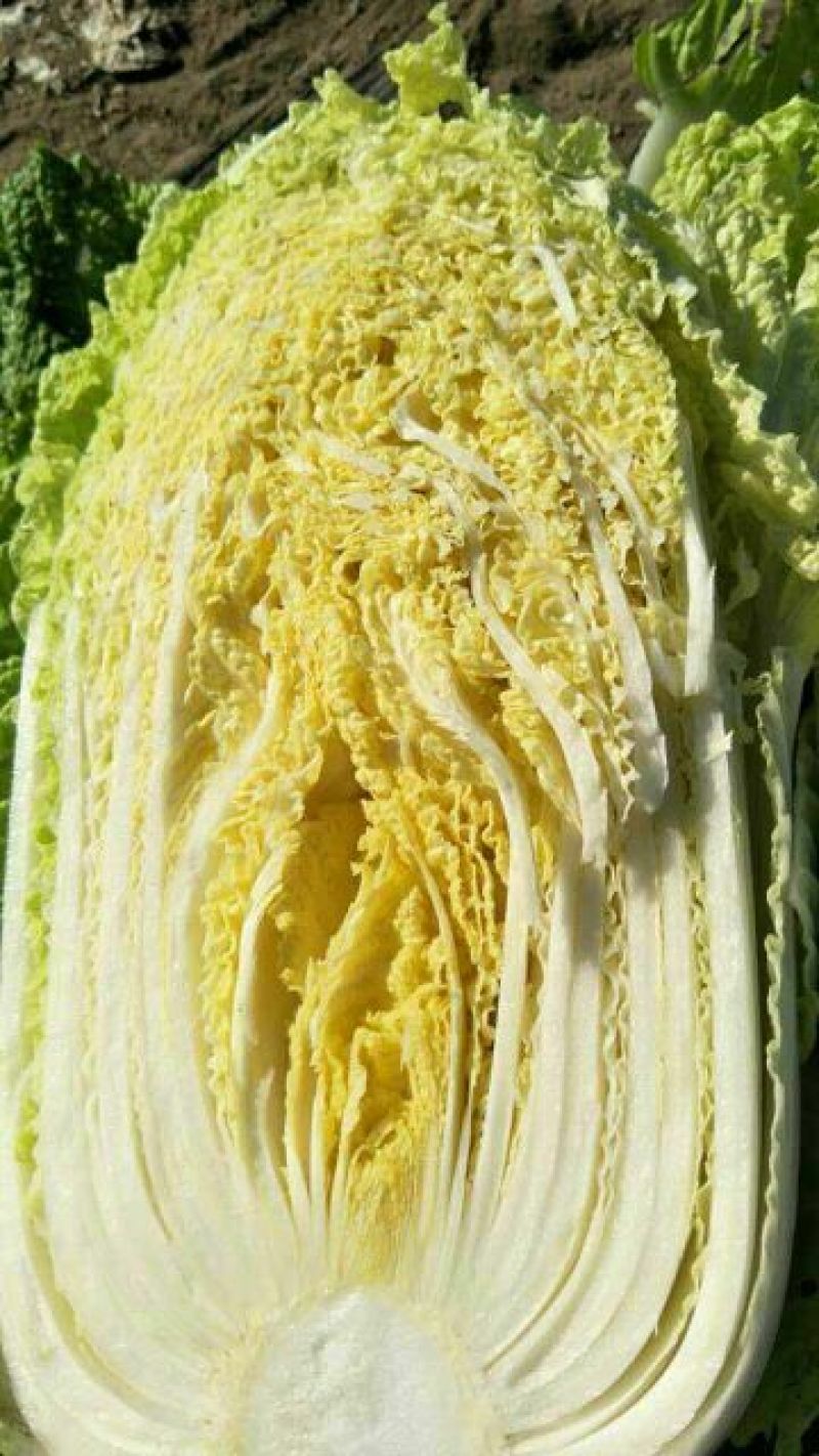 黄心白菜345斤净菜