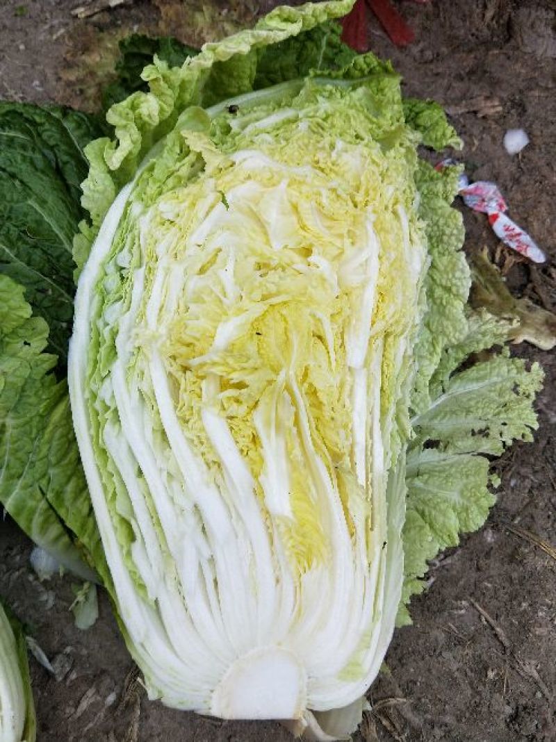 黄心白菜345斤净菜