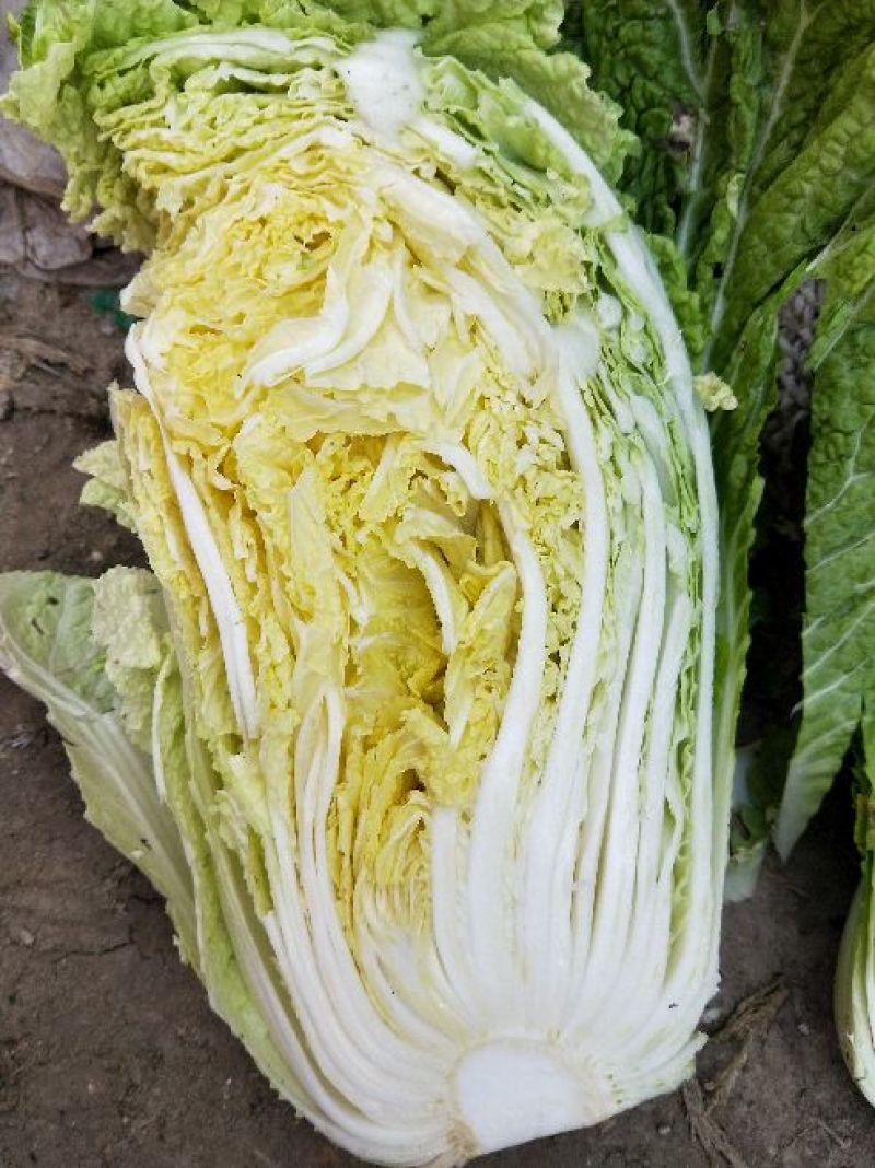 黄心白菜345斤净菜