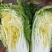 黄心白菜345斤净菜