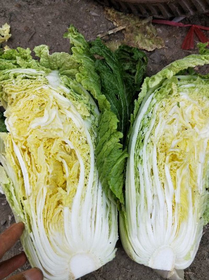 黄心白菜345斤净菜