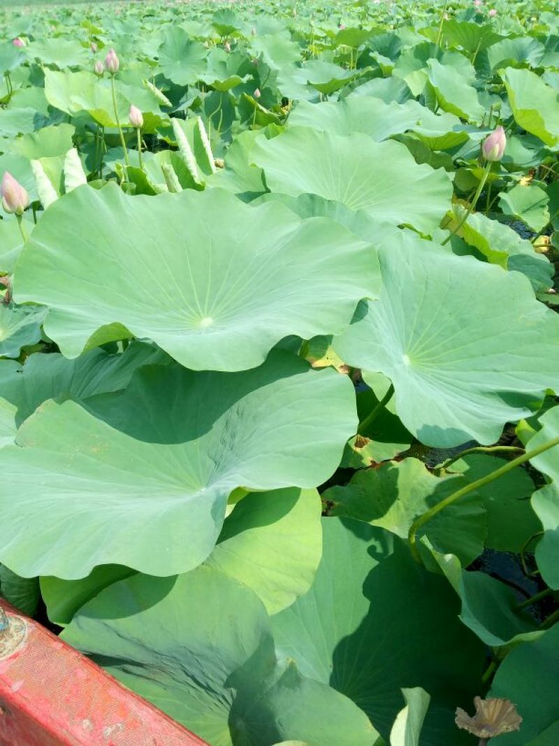 荷叶选货25~28cm