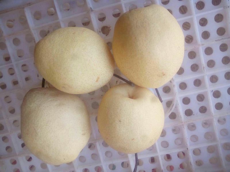 酥梨350~400g纸袋