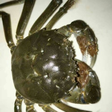 螃蟹食用雌蟹