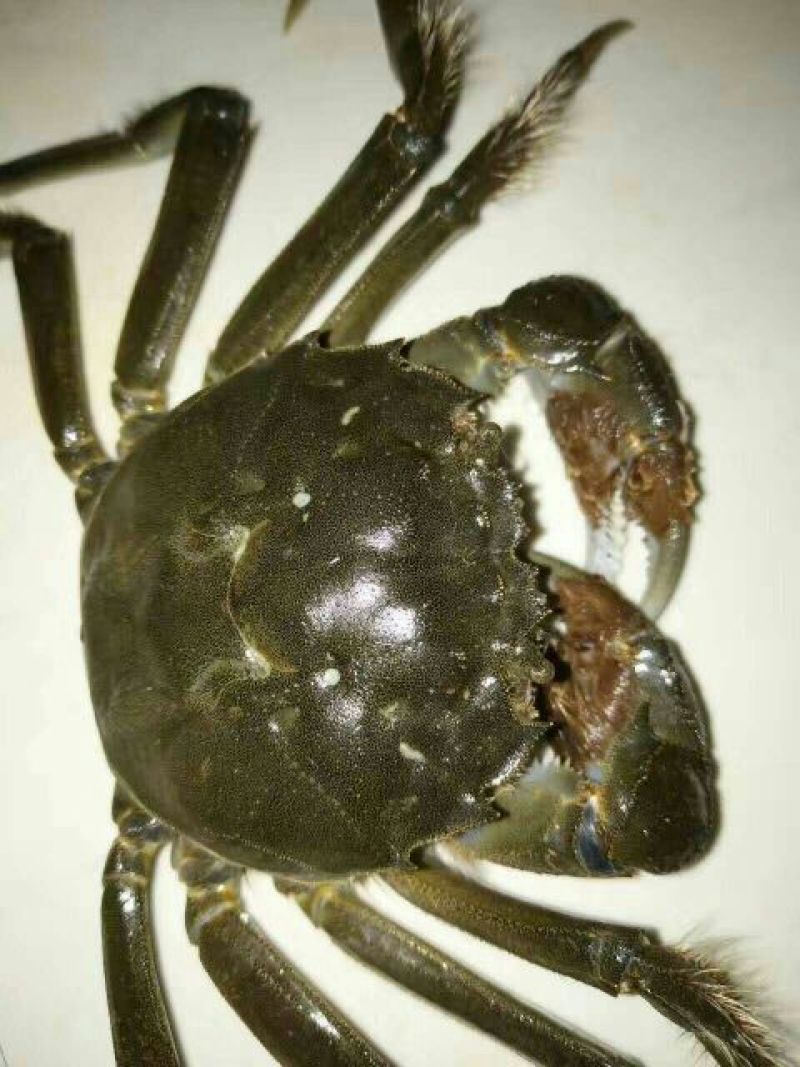 螃蟹食用雌蟹