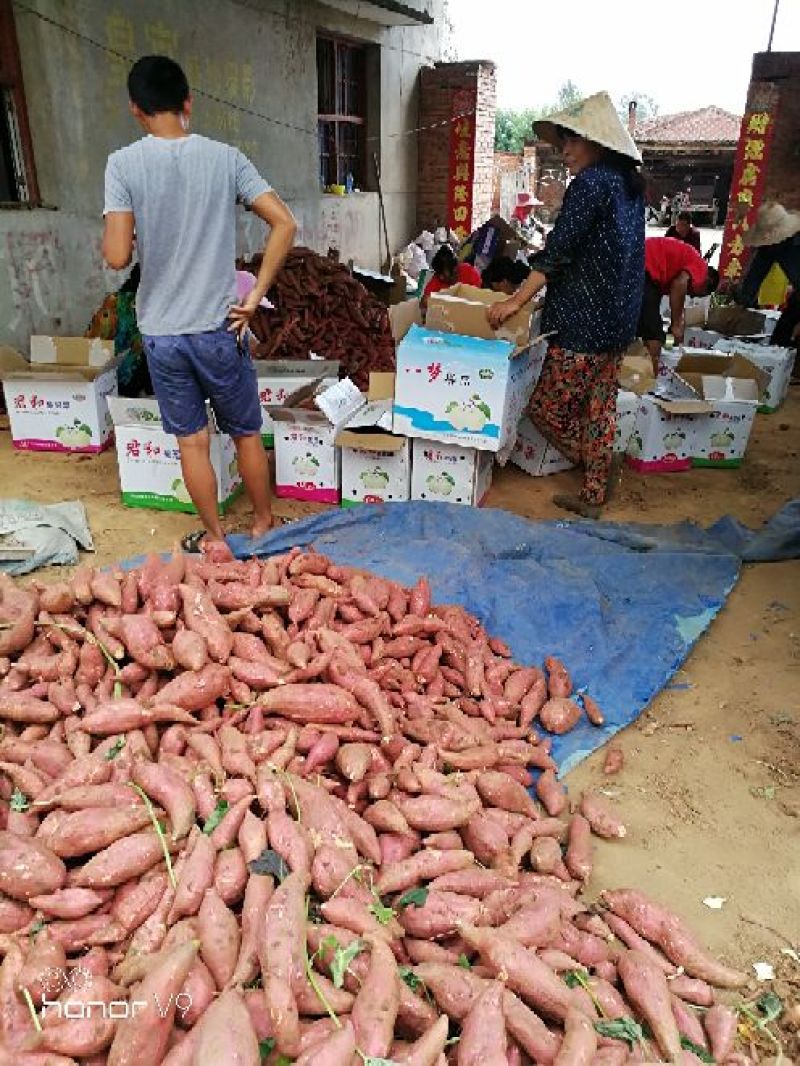 西瓜红3两以上红心，精品货、通货、货源充足