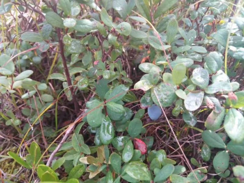 蓝莓鲜果4~6mm以上
