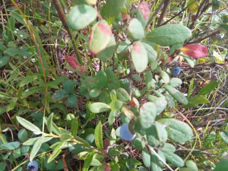 蓝莓鲜果4~6mm以上